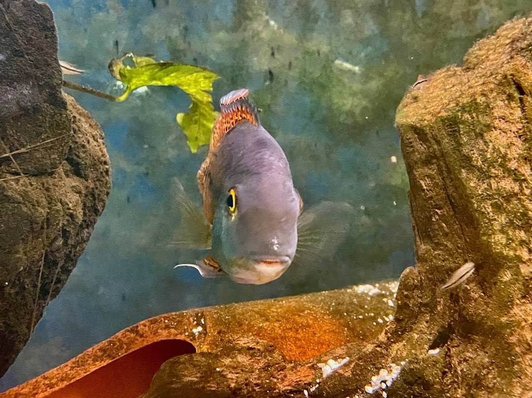 Cercle Aquariophile Du Calaisis-加莱必去景点