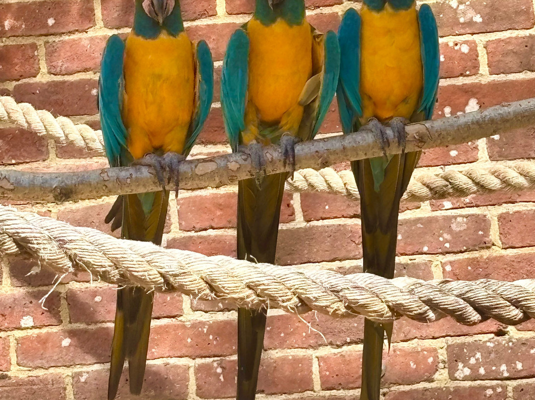 Birdworld-法纳姆必去景点