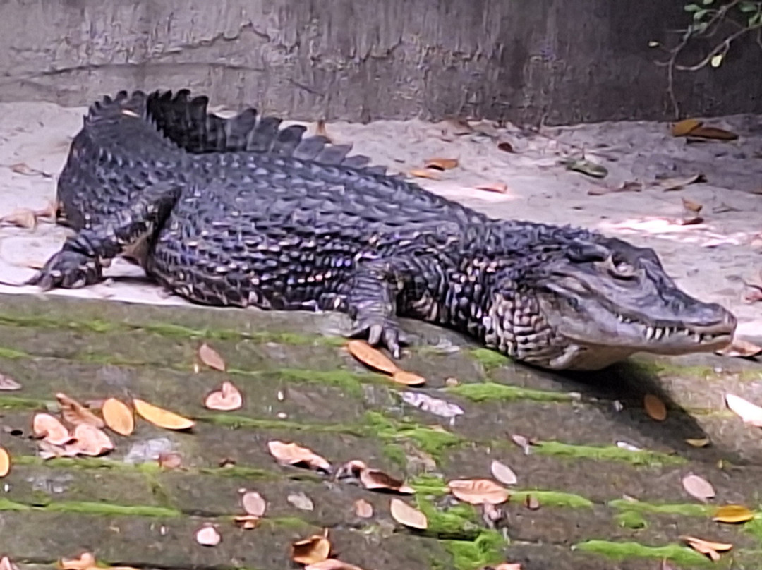 Museu Paraense Emílio Goeldi-贝伦必去景点