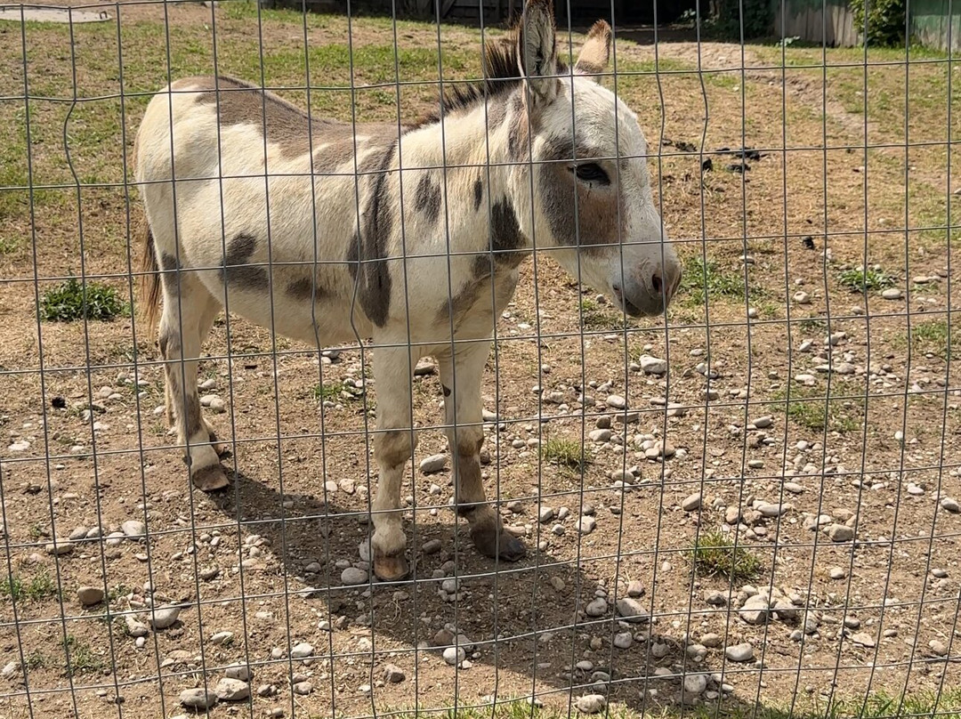 Elmvale Jungle Zoo-Elmvale必去景点