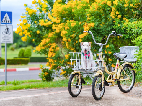 芭堤雅体育度假村主图