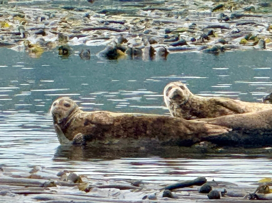 Seasmoke Whale Watching-Alert Bay必去景点