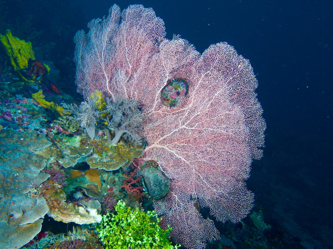 Wallacea Dive Cruises-索龙必去景点
