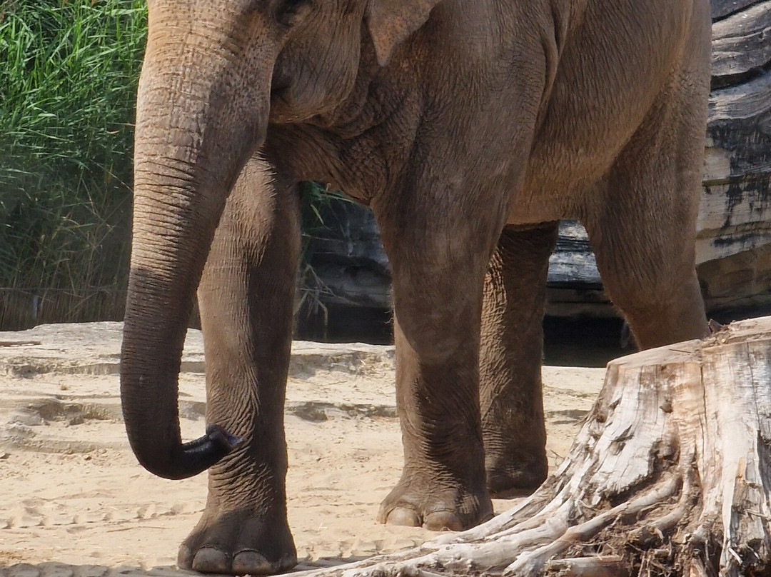 Wildlands Adventure Zoo Emmen-Emmen必去景点