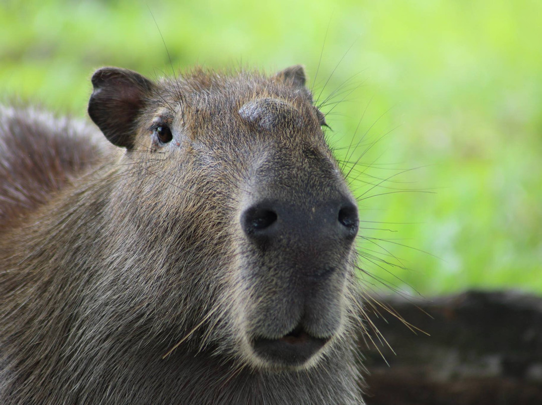 Wild Llanos Tours and Safaris-Yopal必去景点