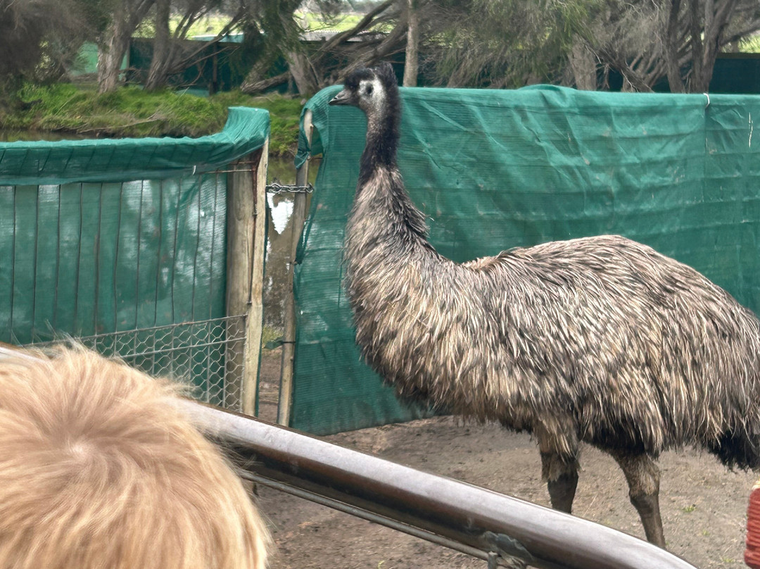 Maru Koala and Animal Park-Grantville必去景点