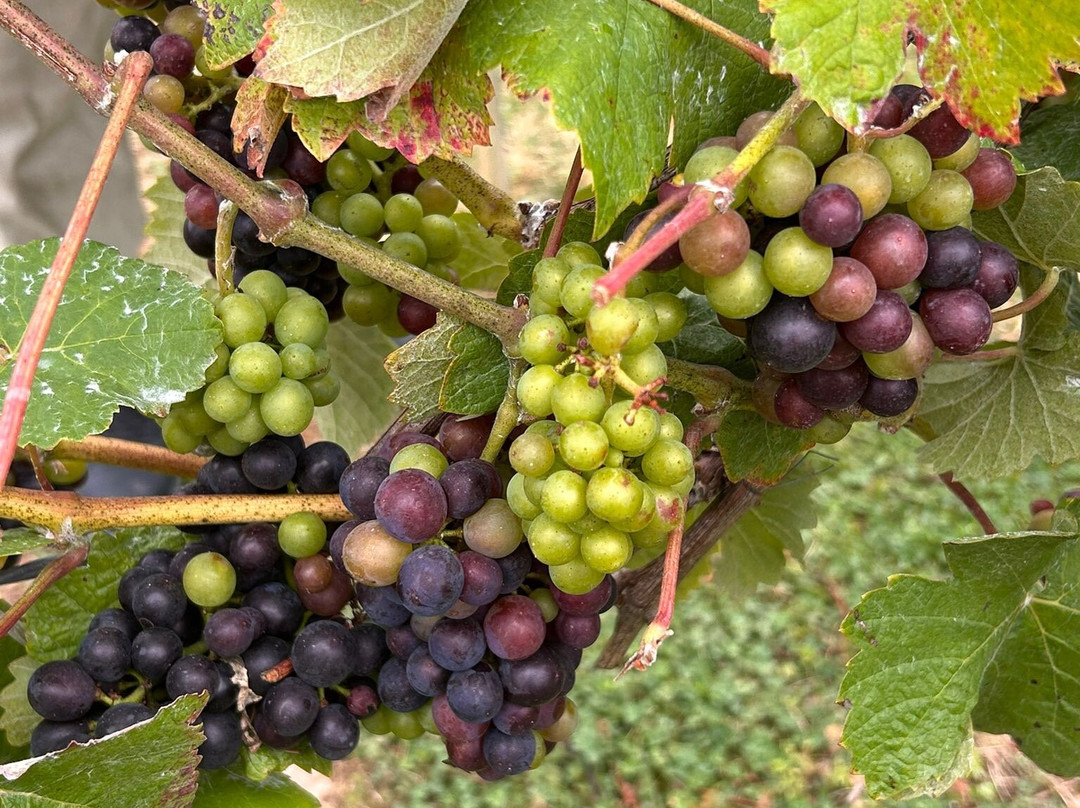 English Oak Vineyard-Lytchett Matravers必去景点