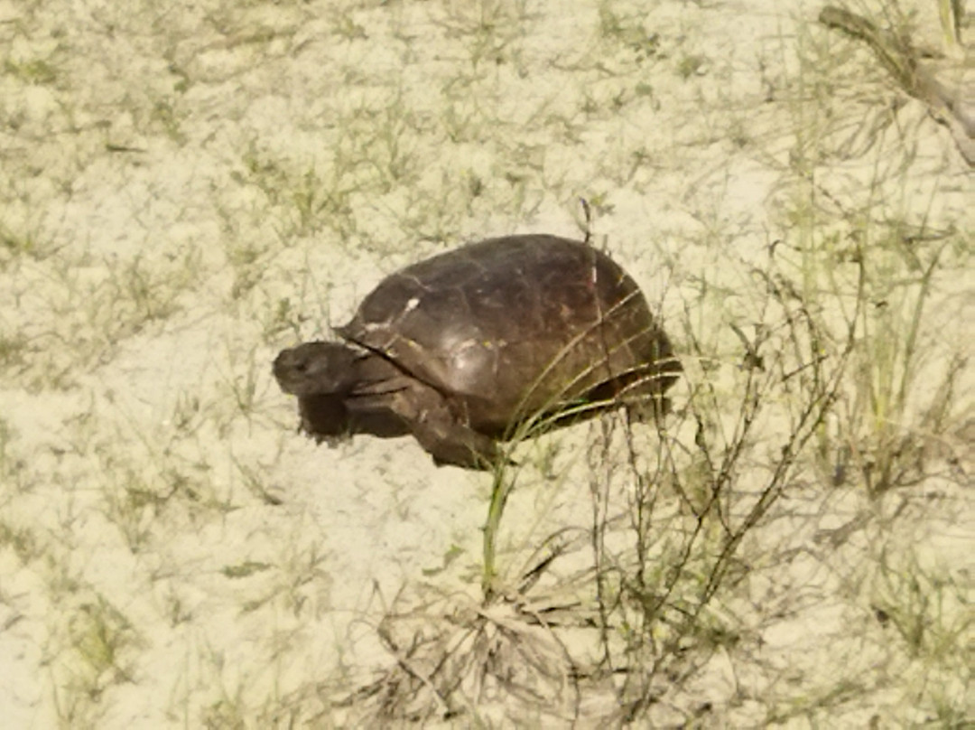 Smyrna Dunes Park-新士麦那海滩必去景点