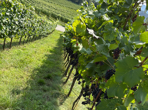 Weingut Taggenbrunn-Sankt Veit an der Glan必去景点