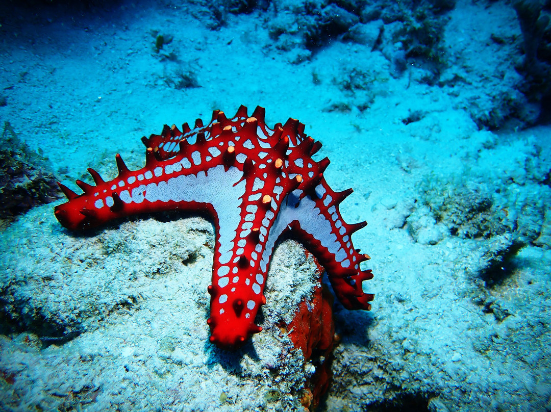 Tgi Diving Zanzibar-孥归必去景点