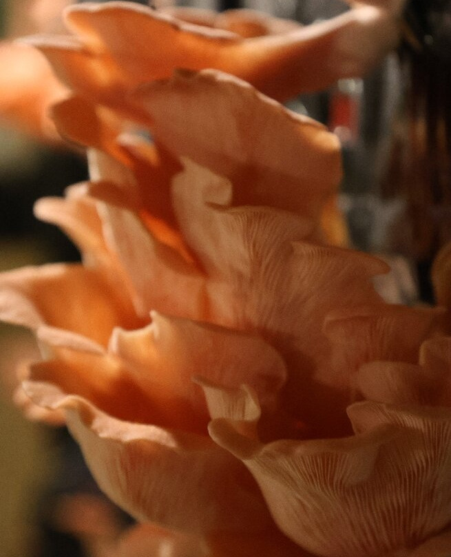 Musée du Champignon-梭缪尔必去景点