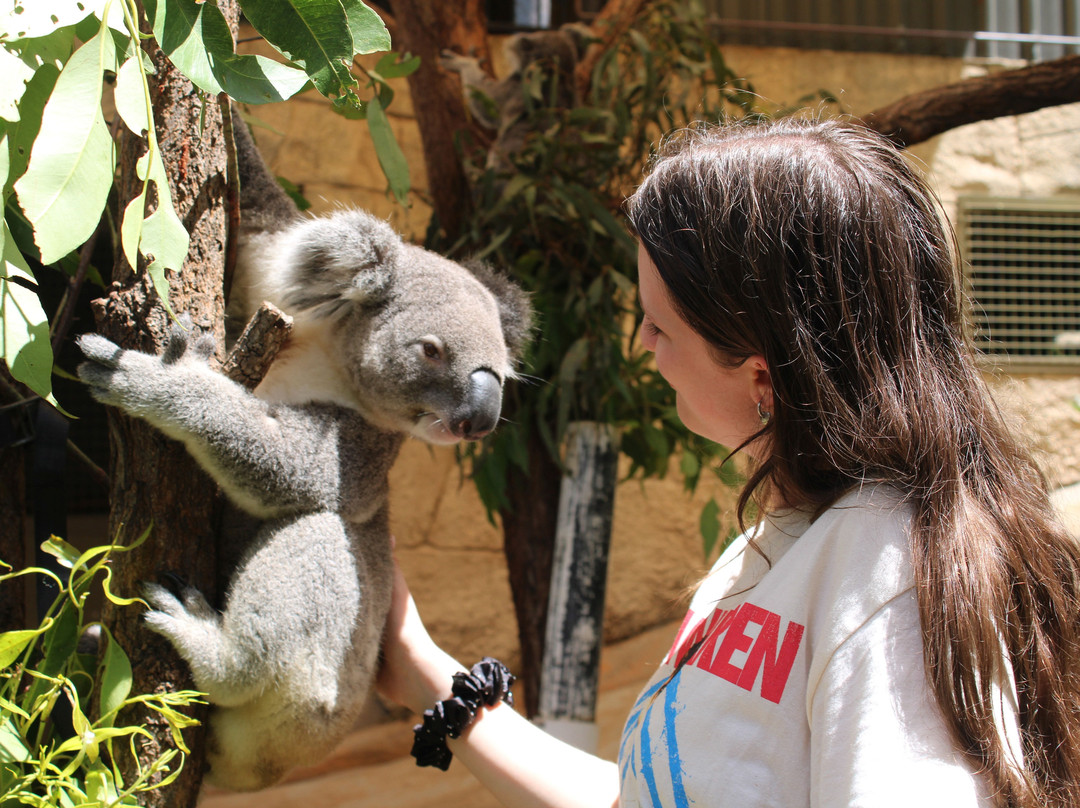 汉密尔顿岛野生动物世界-汉密尔顿岛必去景点
