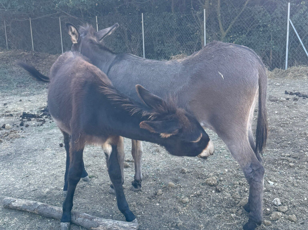 Corfu Donkey Rescue-Paleokastritsa必去景点