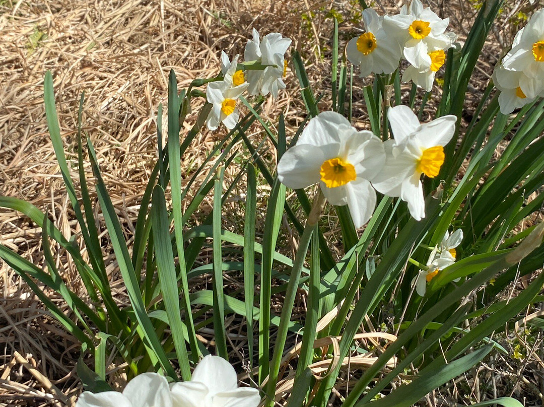 Wild Meadows Garden Little Hartley Nsw-Little Hartley必去景点