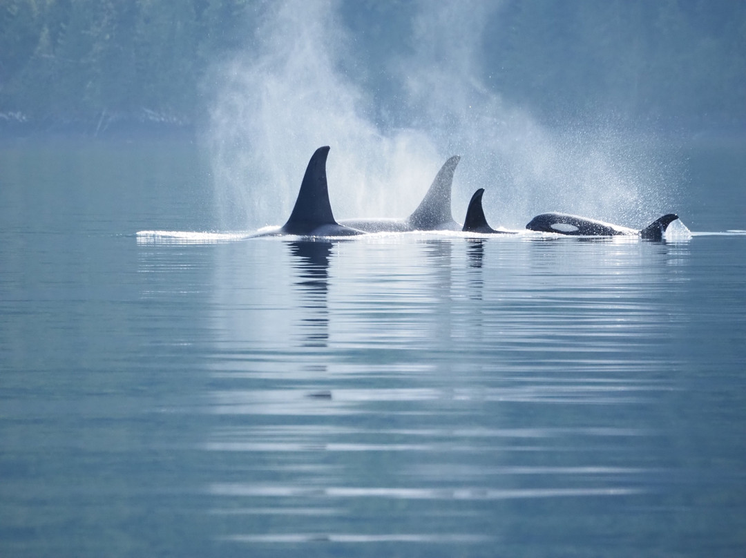 Vancouver Island Photo Tours-Port McNeill必去景点