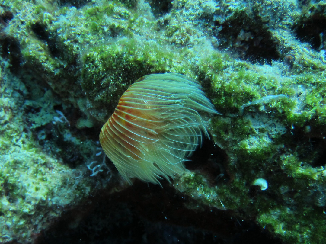 Aquapro Dive Center-Bitez必去景点