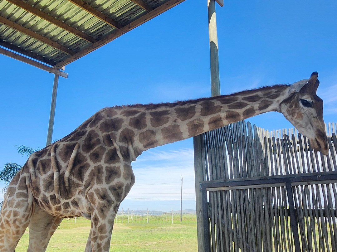 Giraffe House Wildlife Awareness Centre-斯泰伦博斯必去景点