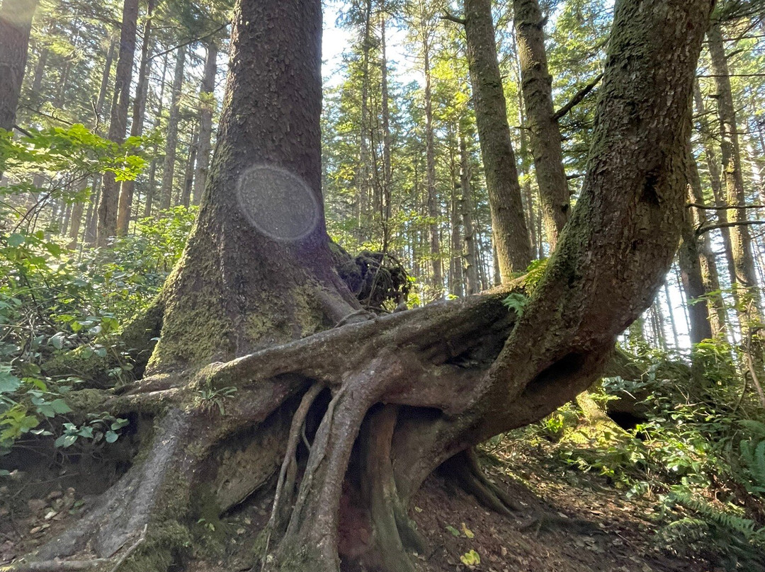 Big Cedar Tree Kalaloch-福克斯必去景点