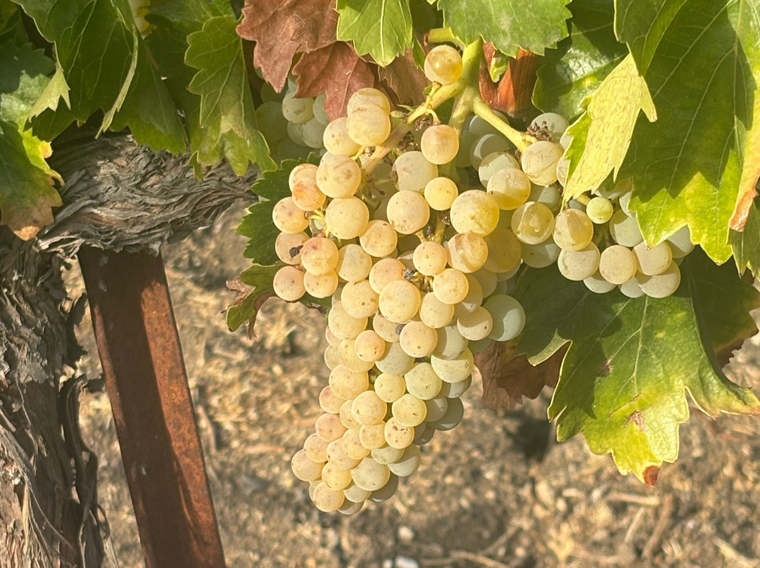 Summerwood Winery & Inn主图