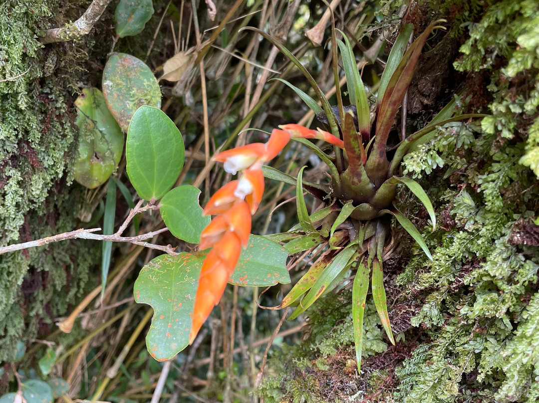 Podocarpus National Park-Zamora必去景点