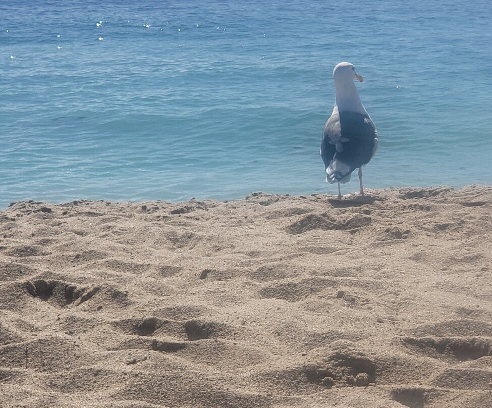 Aliso Beach-拉古纳海滩必去景点