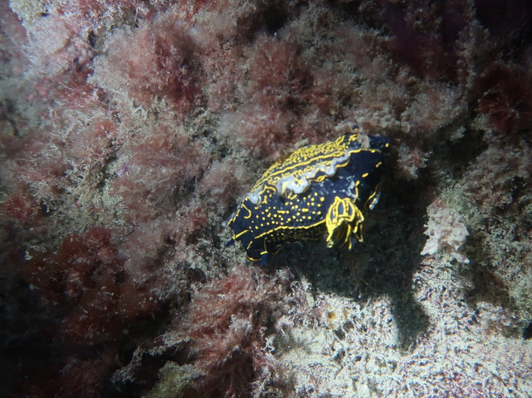 Buceo La Restinga-La Restinga必去景点