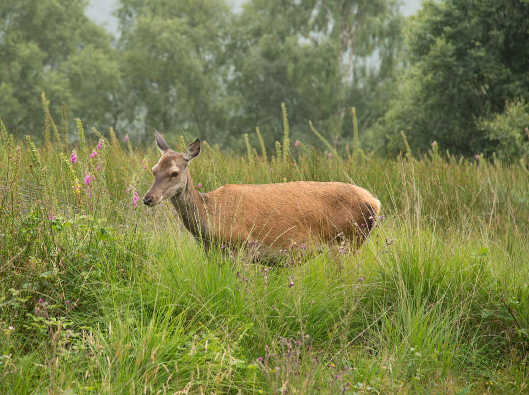 Mull Wildlife Tours-Craignure必去景点