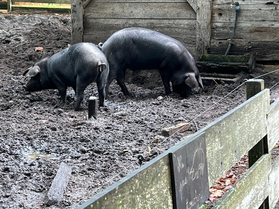 Écomusée De Marquèze-Sabres必去景点