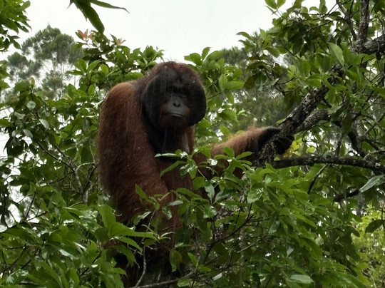 Orangutan Tour Kelotok-Pangkalan Bun必去景点