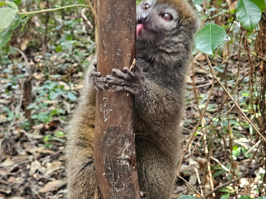 Tsiky Tour Madagascar-安塔那那利佛必去景点