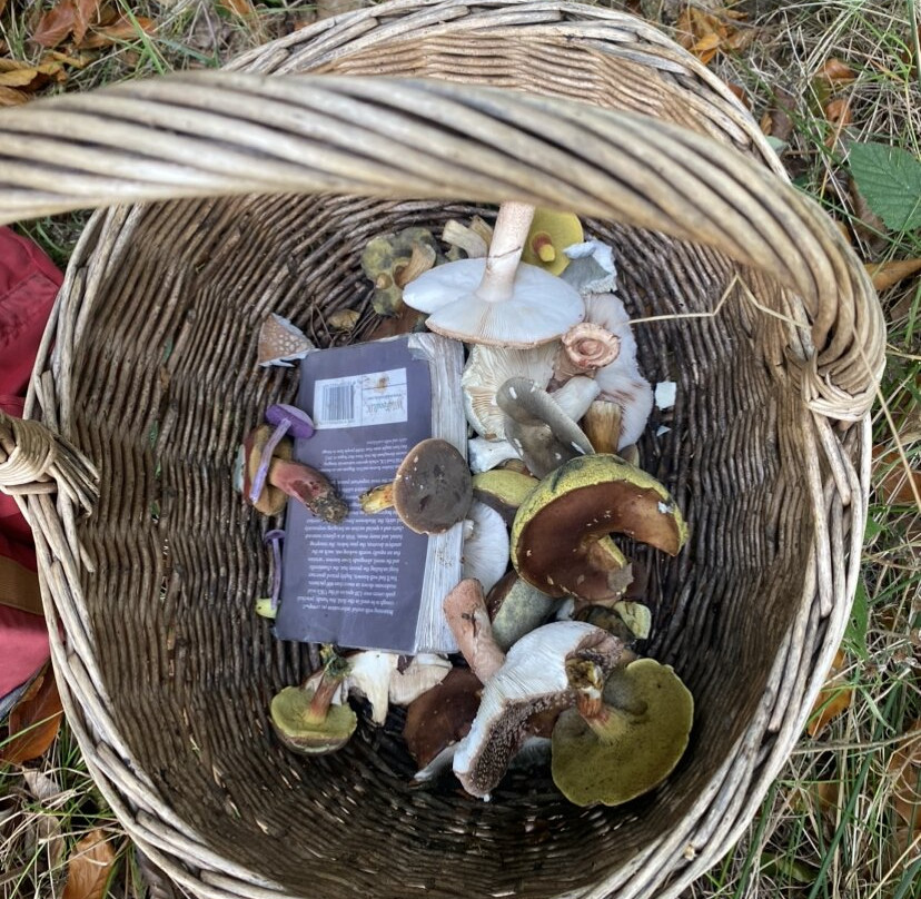 Wild Food Uk