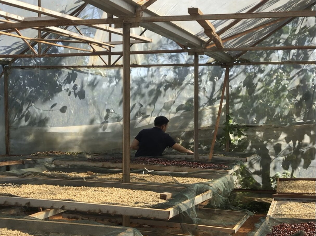 Son Pacamara Coffee Farm Experience-大勒必去景点