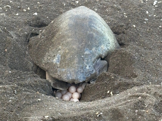 Tropico Local Tours-塔马林多必去景点