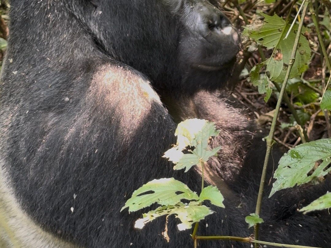 Buutu Safaris-金贾必去景点