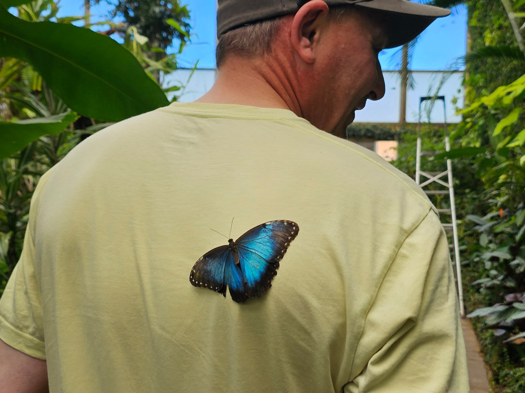 Mariposario del Drago-伊科德洛斯维诺斯必去景点