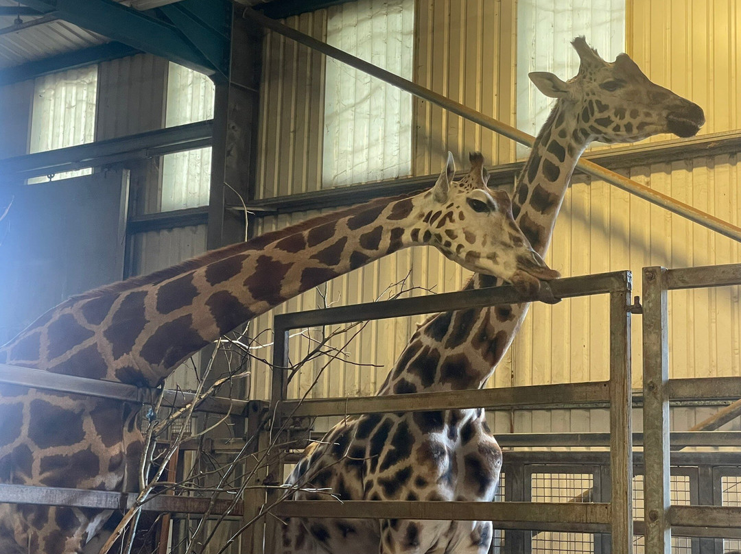 Paignton Zoo Environmental Park-佩恩顿必去景点
