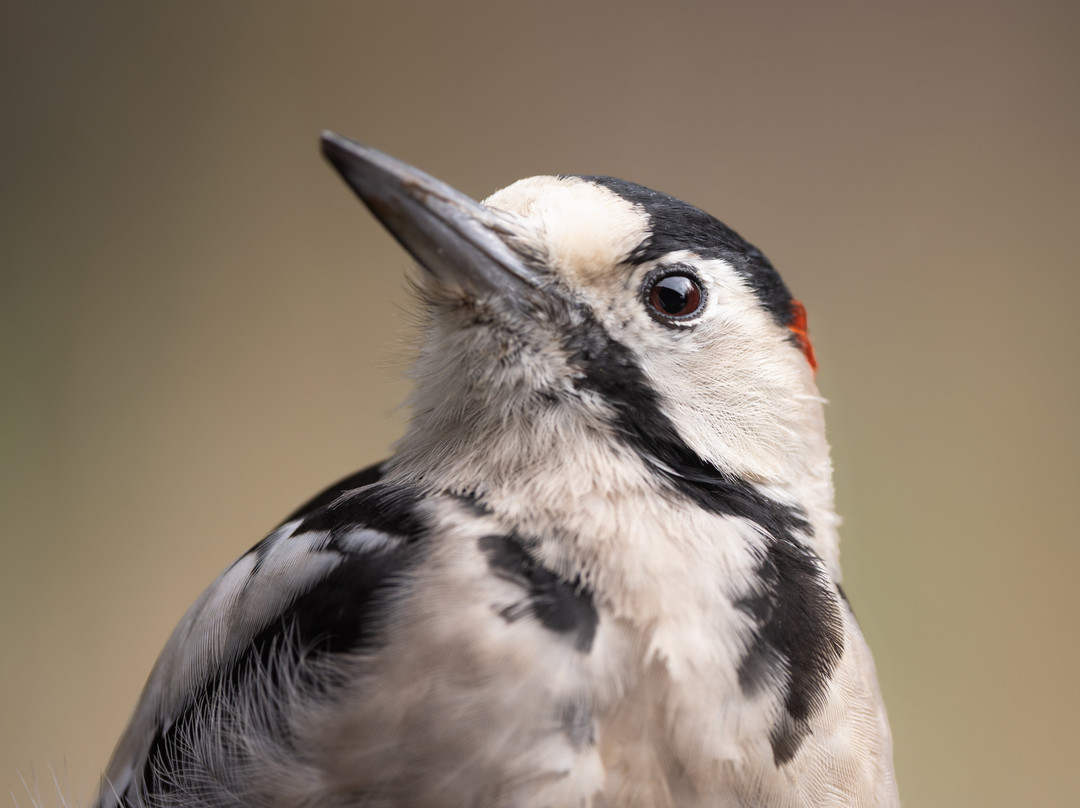 Wings of Hungary - birding and nature tours-凯奇凯梅特必去景点
