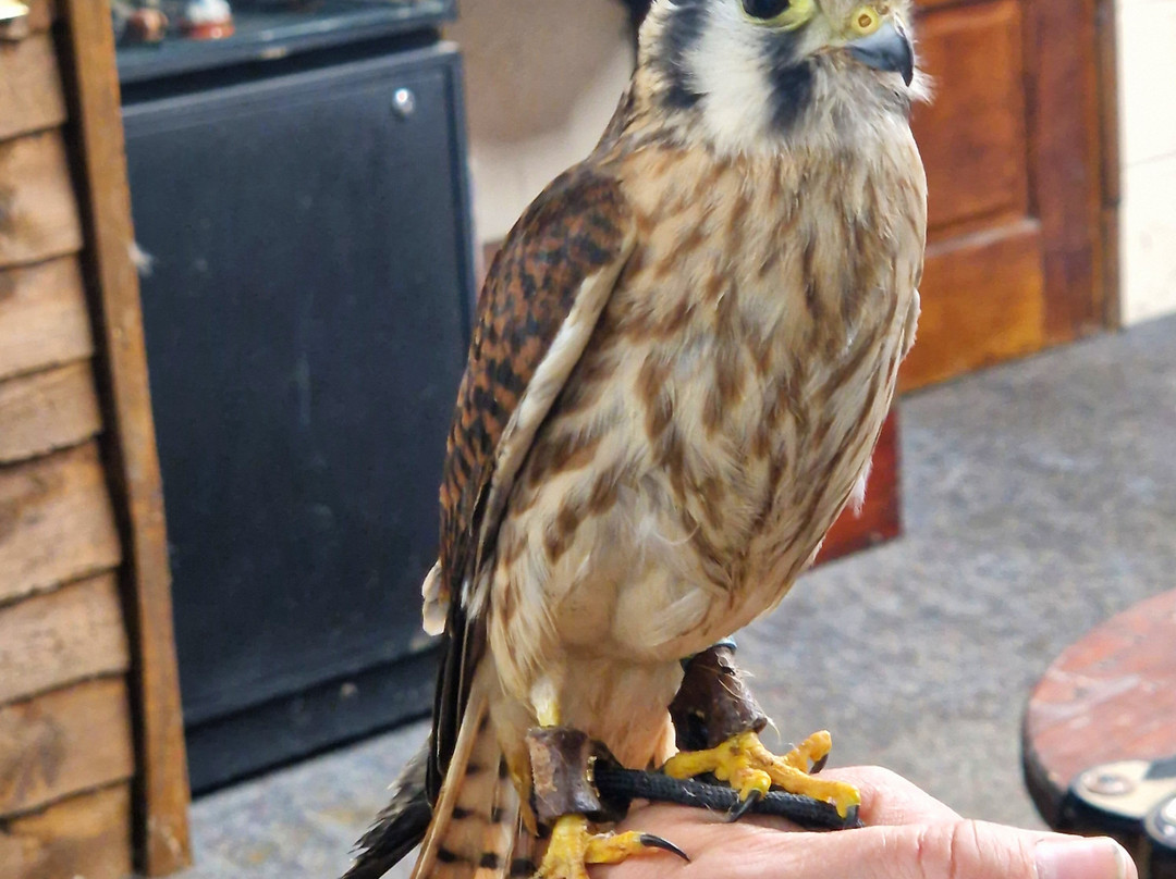 Riverside Falconry-纽卡斯尔必去景点