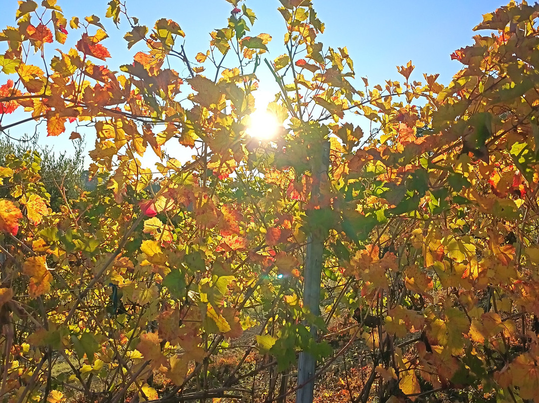 Lefiole-Montalto Pavese必去景点