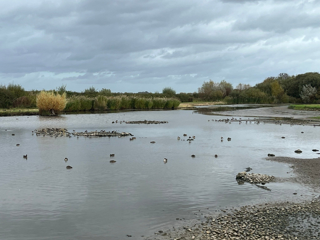 WWT Slimbridge Wetland Centre-Slimbridge必去景点