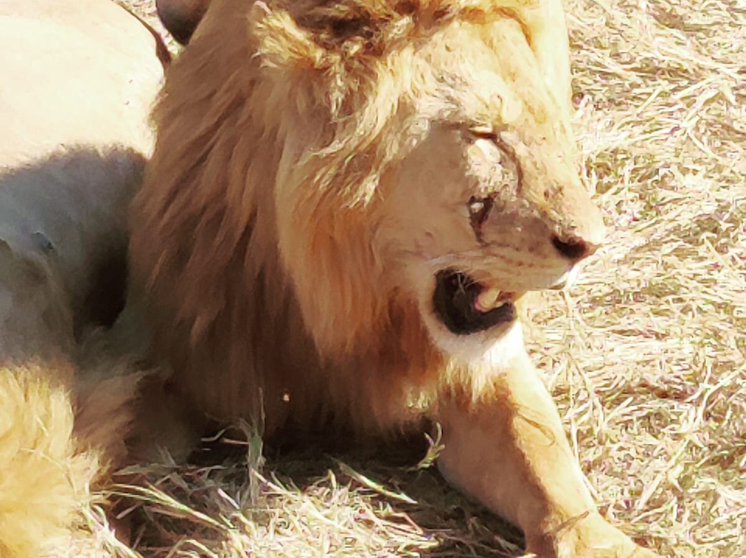 Dallas Africa Safaris-阿鲁沙必去景点