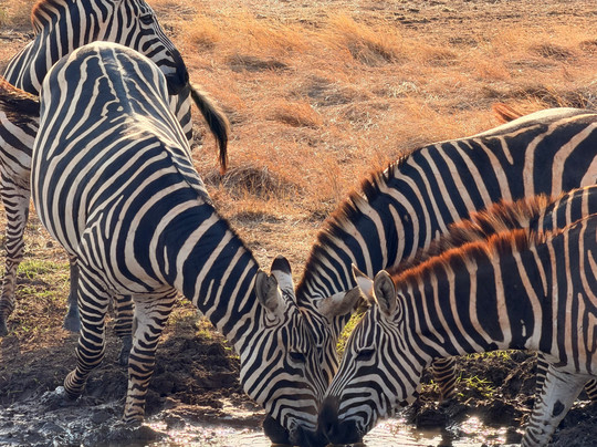 Safari in Kenya con Pantani-瓦塔木必去景点