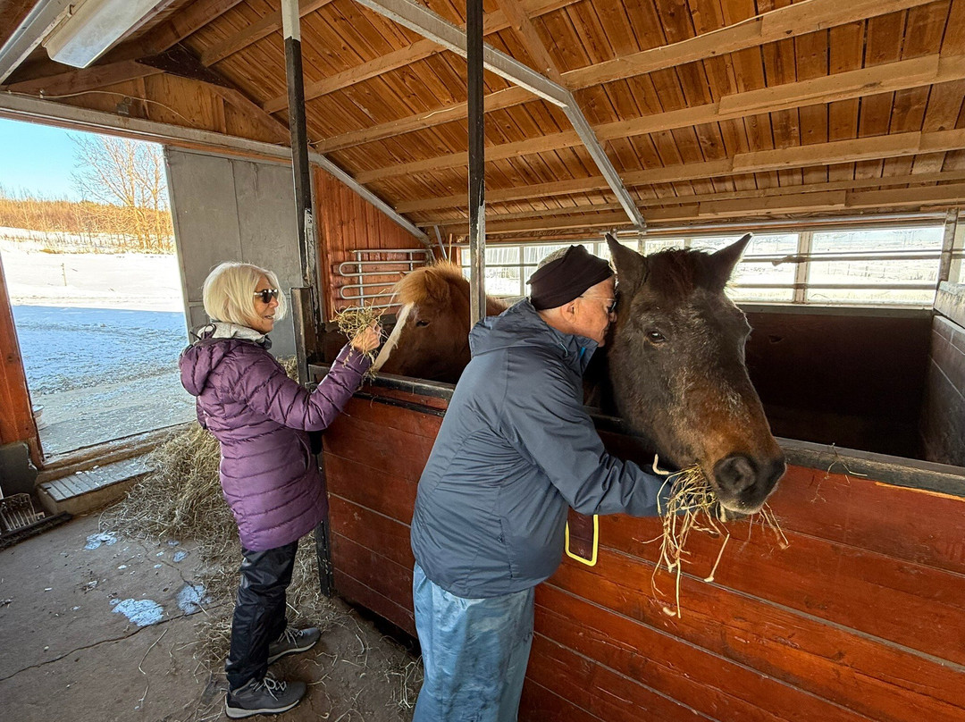 Sturlureykir Horses/Visiting HorseFarm-Reykholt必去景点