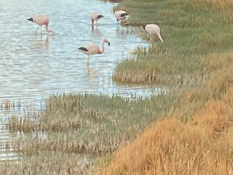 Ccapcha Expediciones-圣佩德罗-德阿塔卡马必去景点