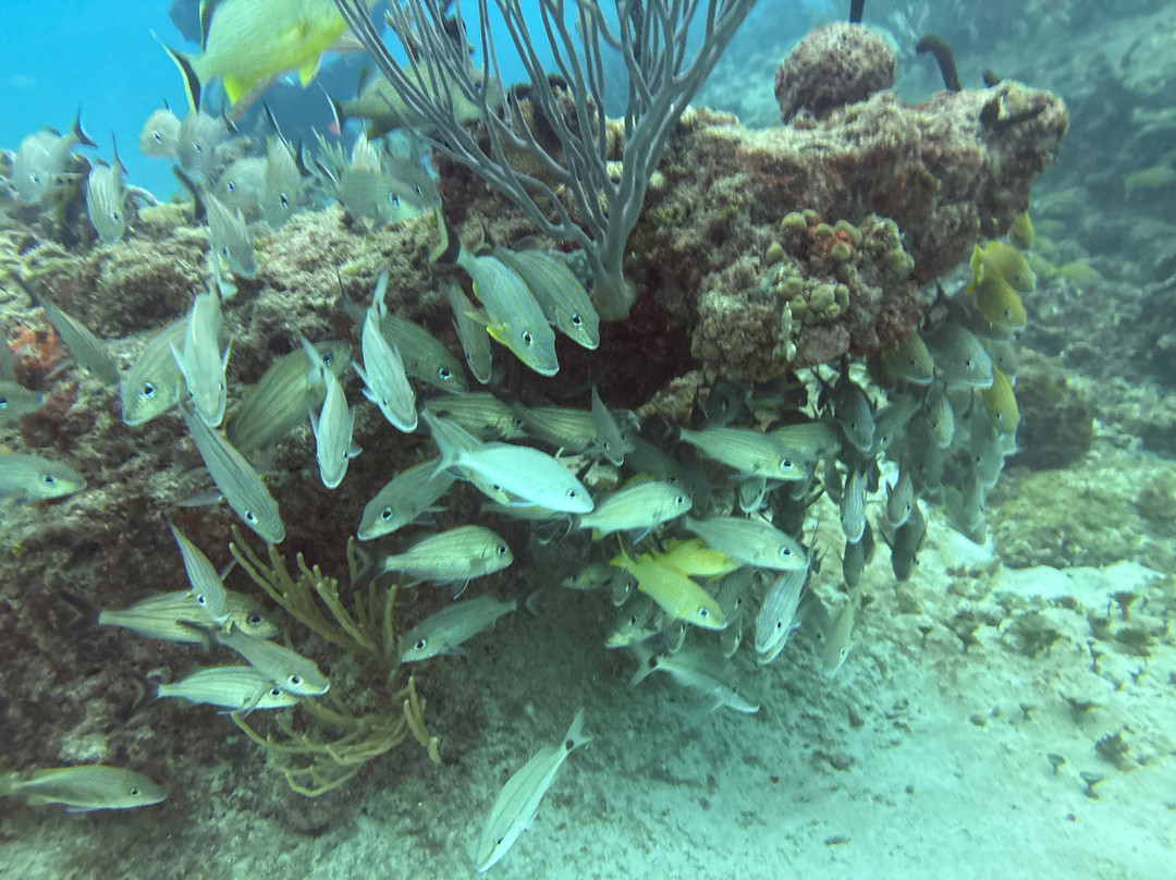 The Reef Marina-普拉亚德尔卡曼必去景点