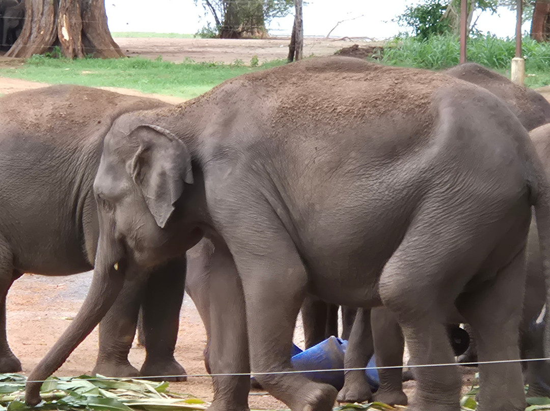 Elephant Transit Home (ETH)-乌达瓦拉维国家公园必去景点