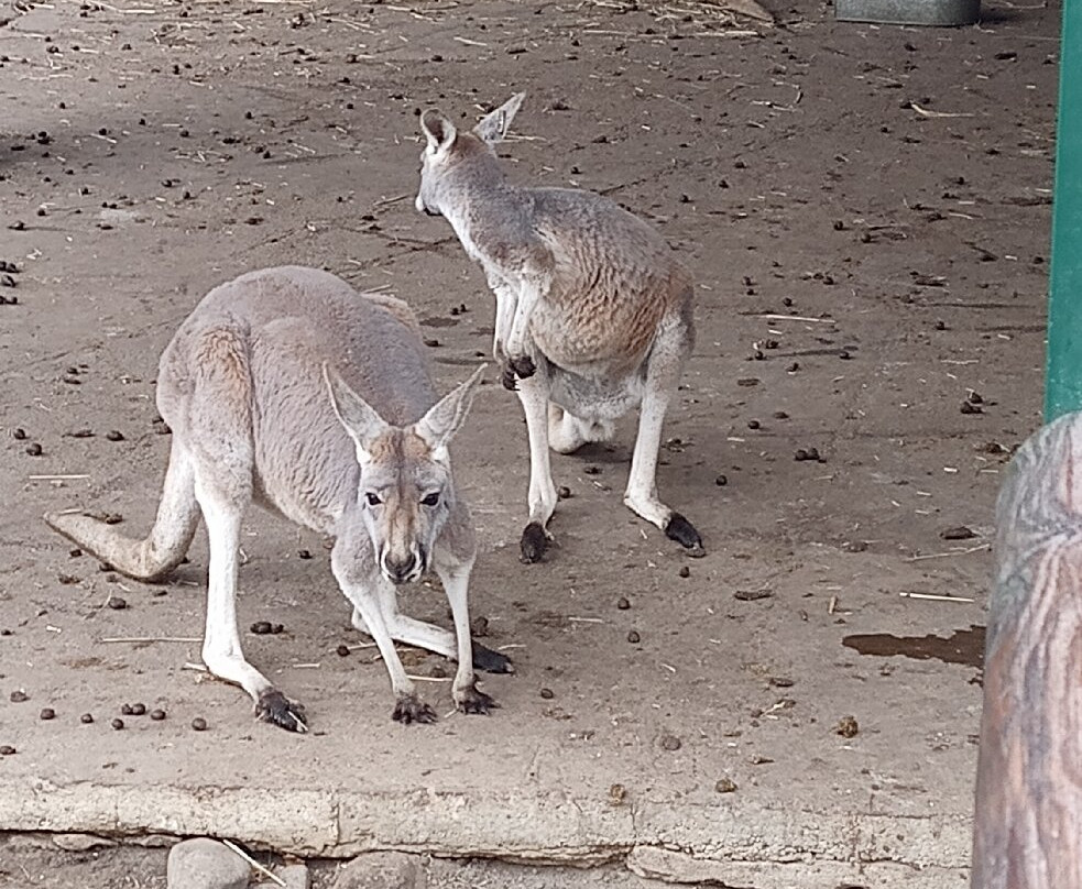 Orientarium Zoo Lodz-罗兹必去景点