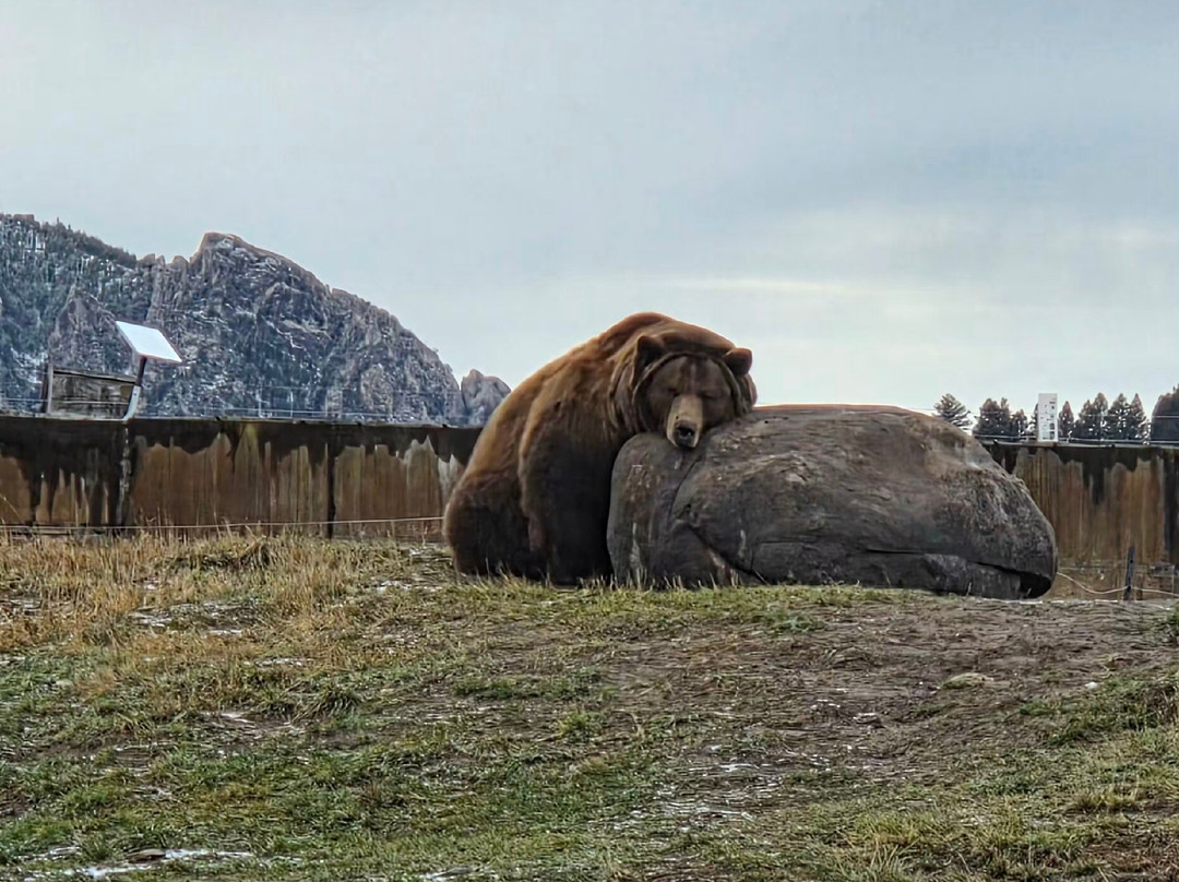 Montana Grizzly Encounter-博兹曼必去景点