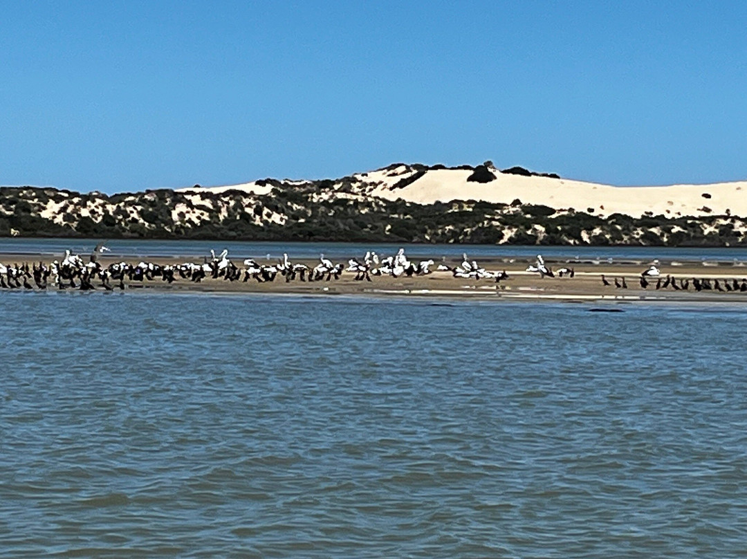Coorong Wildside Tours-Meningie必去景点