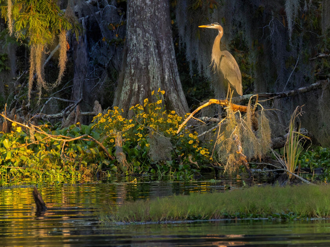Cajun Man's Swamp Tours & Adventures-Gibson必去景点